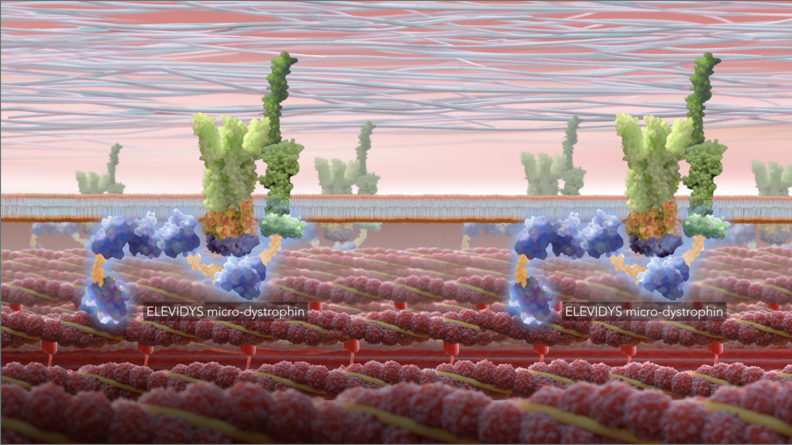 ELEVIDYS mechanism of action video
