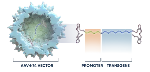 Three components of ELEVIDYS gene therapy
