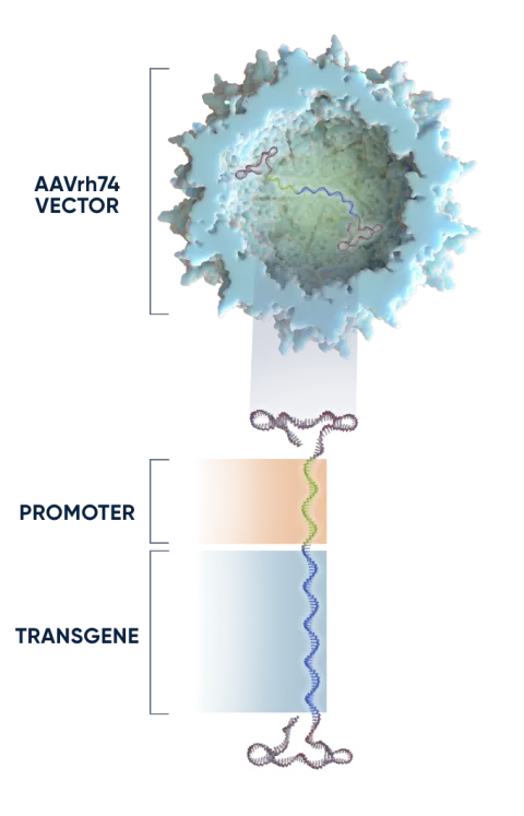 Three components of ELEVIDYS gene therapy