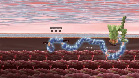 Dystrophin plays a critical role in normal muscle function
