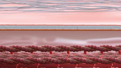 Without dystrophin, muscles suffer progressive and irreversible damage