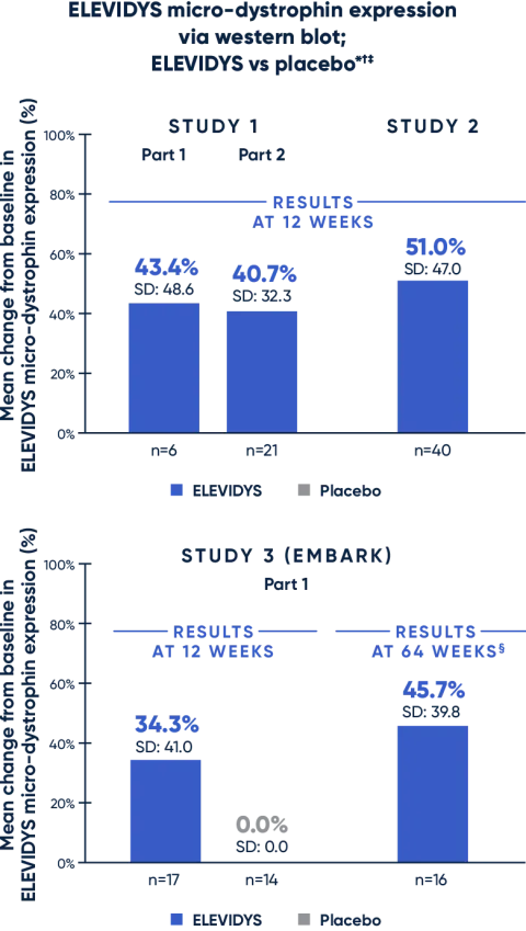 ELEVIDYS micro-dystrophin expression via western blot 