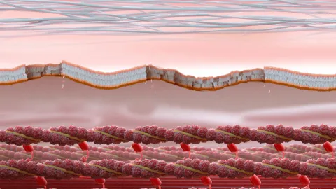 Without dystrophin, muscle fibers experience contraction-induced damage.